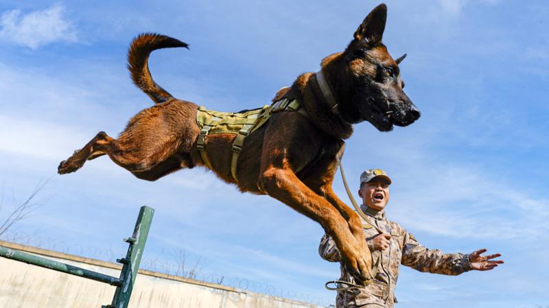 Four-legged warriors in training